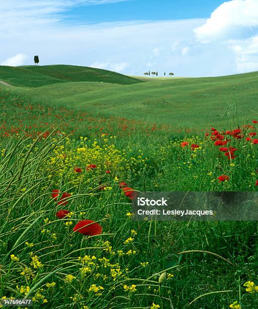Hügelige Landschaft Der Toskana Stockfoto und mehr Bilder von Anhöhe - Anhöhe, Ebene, Fotografie