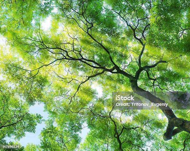 Raggi Del Sole - Fotografie stock e altre immagini di Albero - Albero, Biologia, Botanica