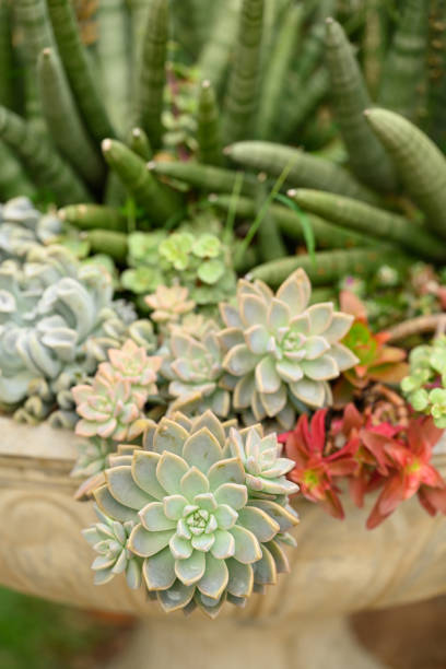 istock Various succulent plant, decoration houseplant 1476965536