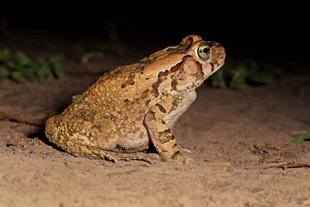 istock A nocturnal guttural toad (Amietophrynus gutturalis) foraging, South Africa 1476966146