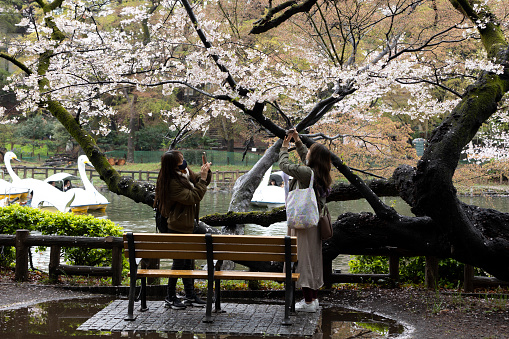 In March 2023, people went to Inokashira Park to view the cherry blossoms in full bloom despite the unfortunate weather.