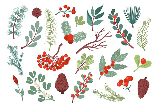 Christmas winter plants, flower leaves. Green holiday floral branch, snow nature leaf, coniferous forest tree with cones, red rowan berries. Flat decorative isolated elements. Vector fabric pattern