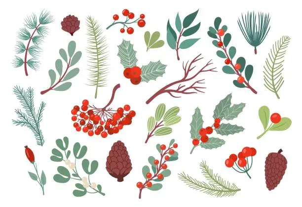 Vector illustration of Christmas winter plants, flower leaves. Green holiday floral branch, snow nature leaf, coniferous forest tree with cones, red rowan berries. Flat decorative elements. Vector fabric pattern