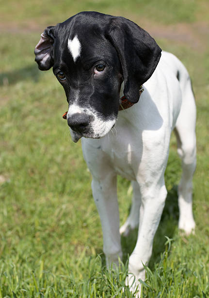 istock Puppy of pointer - hunter dog with funny look 147697008
