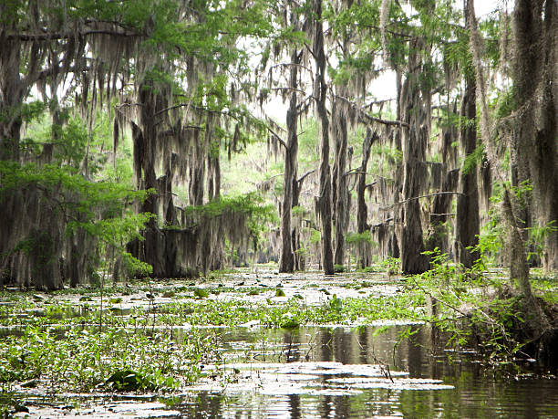 Quiet bayou in spring.