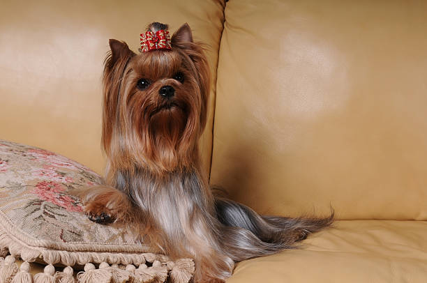 istock Yorkshire terrier on the cushion 147697055