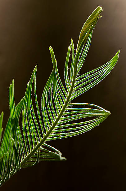 Encephalartos ghellinckii stock photo