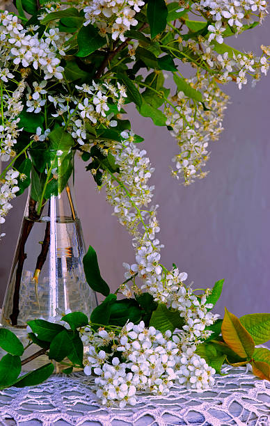 istock white flowers of bired cherry bouquet 147697085