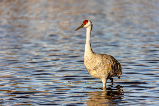 istock sandhill crane walking in water, Burnaby, British Columbia 1476972209