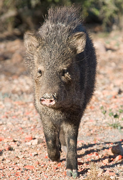 Javelina Javelina at a trot peccary stock pictures, royalty-free photos & images