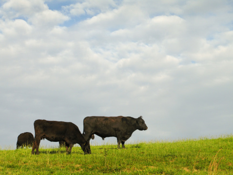 Black Angus Cattle grazing on an open field.
