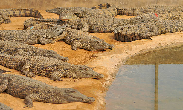 Família dos crocodilos - fotografia de stock