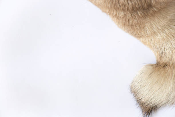 istock pug dog tail on isolated background close-up 1476974634