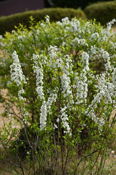 istock Thunbergii eadowsweet ( Spiraea thunbergii ) flowers. 1476974650
