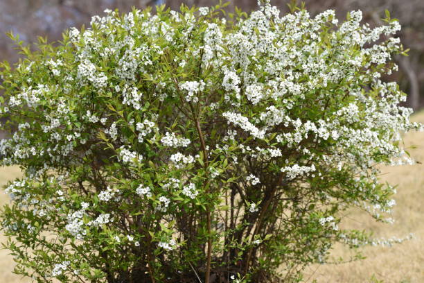 istock Thunbergii eadowsweet ( Spiraea thunbergii ) flowers. 1476974656