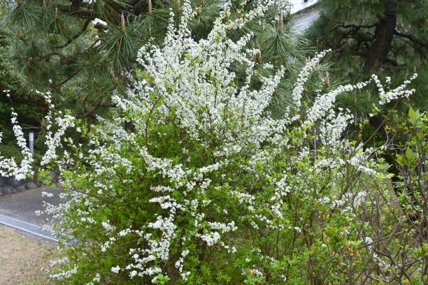 istock Thunbergii eadowsweet ( Spiraea thunbergii ) flowers. 1476975164