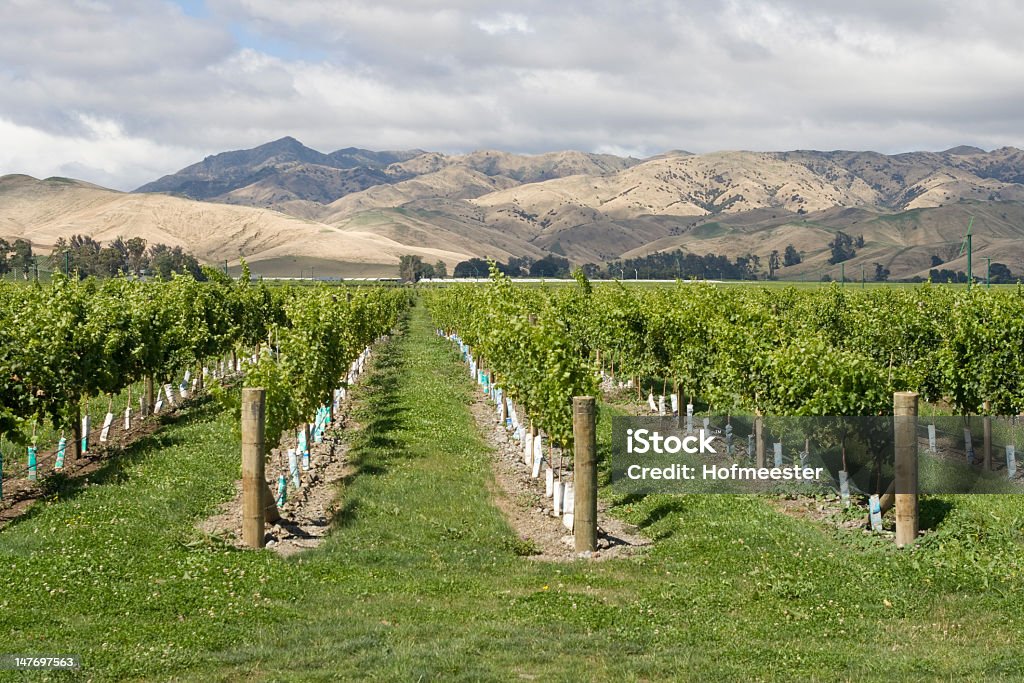 Marlborough vineyard - Foto stock royalty-free di Agricoltura