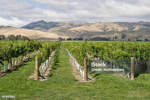 Marlborough Vineyard - Fotografie stock e altre immagini di Agricoltura - Agricoltura, Ambientazione esterna, Azienda vinicola