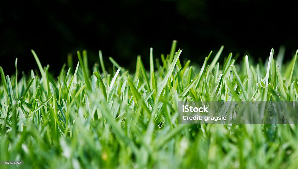 Grass A row of St. Augustine grass taken from ground-level with a black background Grass Stock Photo