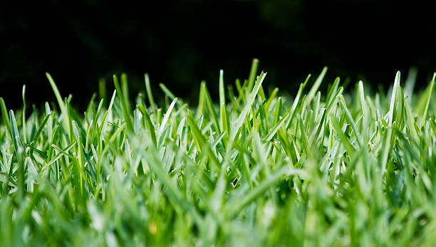Grass A row of St. Augustine grass taken from ground-level with a black background St. Augustine Grass  stock pictures, royalty-free photos & images