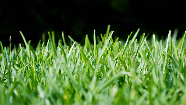 Grass A row of St. Augustine grass taken from ground-level with a black background St. Augustine Grass stock pictures, royalty-free photos & images