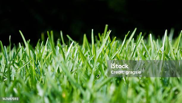 Grass Stock Photo - Download Image Now - Grass, St. Augustine of Hippo, Lawn