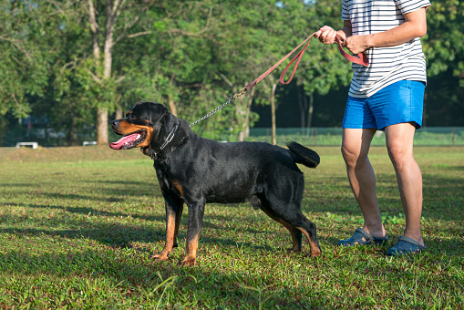 Man with his Rottweiler dog in the field. Dog training or summertime concept.