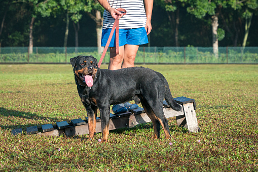Portrait of handsome Rottweiler dog standing on the field.