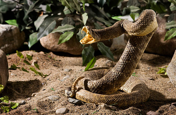 serpiente de cascabel con rocas - snake rattlesnake poisonous organism fang fotografías e imágenes de stock