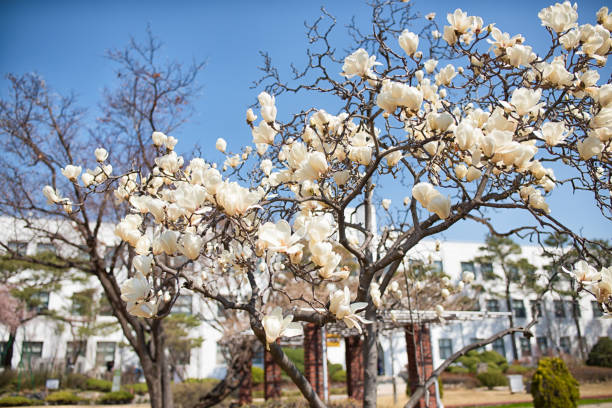 Cherry blossom in South Korea, blooming sakura cherry trees in the streets of Seoul, spring sunny day, Republic of Korea, pink Cherry blossoms, azalea and magnolia flowers, spring blossom season