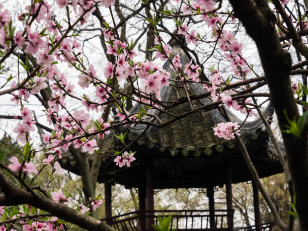 istock Plum tree blossoming in classical Chinese garden 1476978443