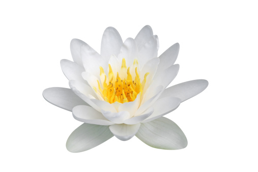 white water lily - clipping path included