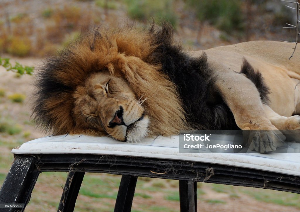 Löwen Schlafen auf ein Auto - Lizenzfrei Afrika Stock-Foto