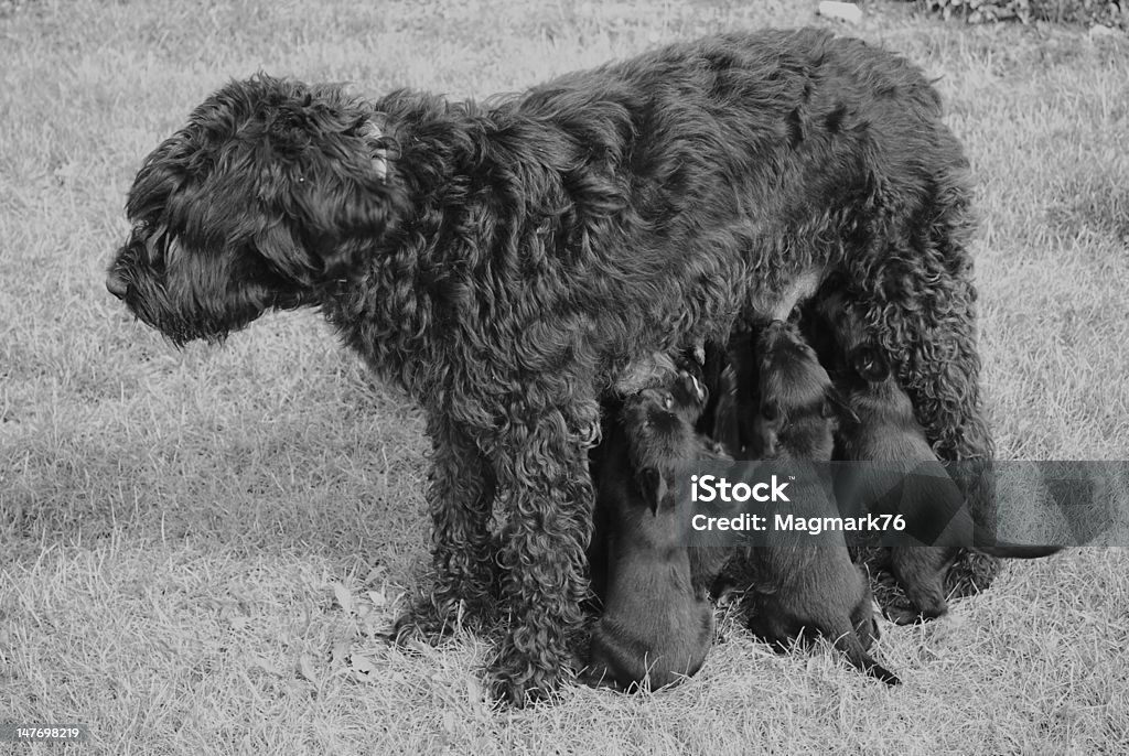 Schnauzer mother with her babies Our dog Ginger with her babies Animal Stock Photo