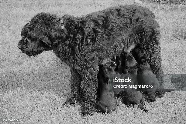 Schnauzer Mother With Her Babies Stock Photo - Download Image Now - Animal, Animal Family, Animal Hair