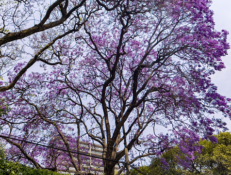 Jacaranda tree in bloom in a Mexico City residential district street