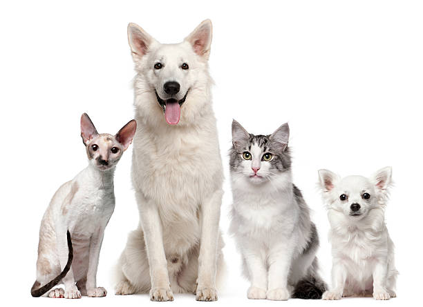 istock Group of dogs and cats sitting 147698849