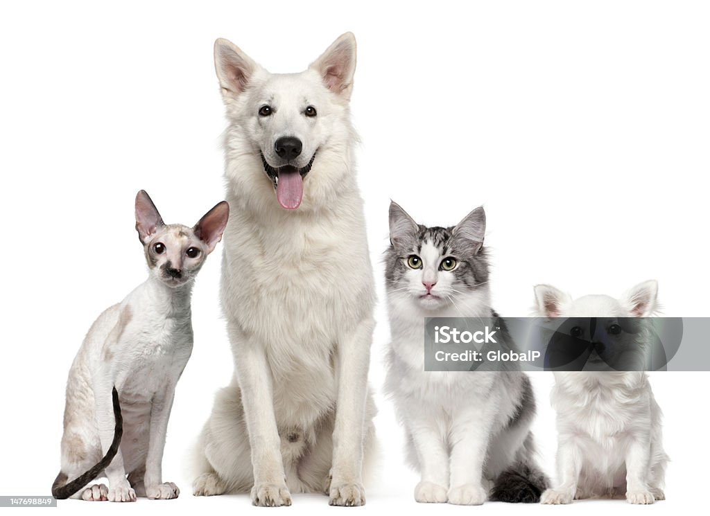 Group of dogs and cats sitting Group of dogs and cats sitting in front of white background Dog Stock Photo