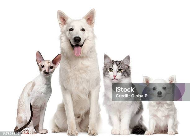 Group Of Dogs And Cats Sitting Stock Photo - Download Image Now - Dog, Domestic Cat, Four Animals