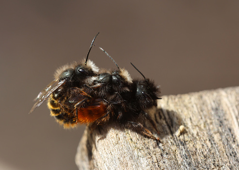 Two wild bees Osmia Cornuta Mason Bees aare mating infront of a diy made insect hotel of wood