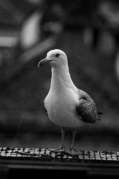 A seagull sits on a window sill. Black and white photo.