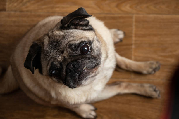 istock pug dog sitting on the floor in the kitchen 1476993837