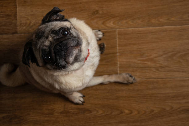 istock pug dog sitting on the floor in the kitchen 1476993857
