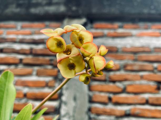 istock euphorbia flower 1477004824