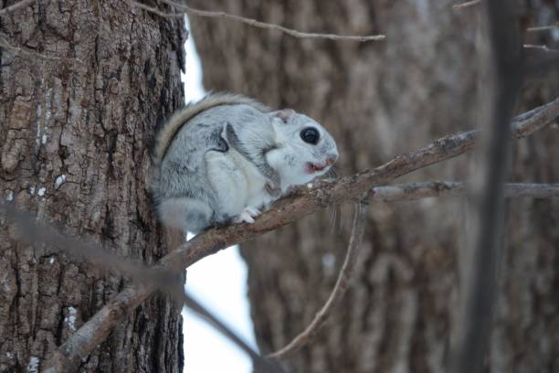 istock Siberian flying squirrel sitting on a branch 1477010891