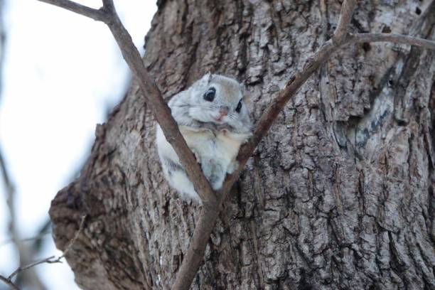 istock Siberian flying squirrel sitting on a branch 1477011286