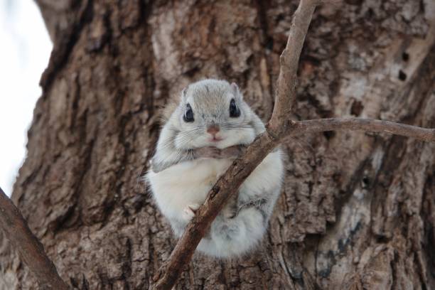 Siberian flying squirrel sitting on a branch