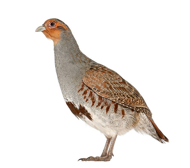istock Grey, English, Hun or Hungarian Partridge 147701139