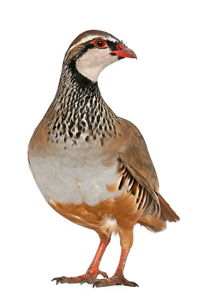 istock A Red-legged or French Partridge, Alectoris rufa 147701145