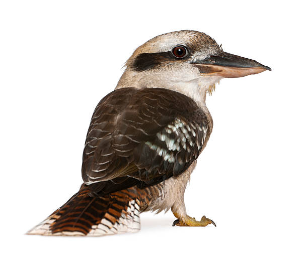 Little bird staring at the camera on white background Portrait of Laughing Kookaburra, Dacelo novaeguineae, a carnivorous bird in the kingfisher family, standing in front of white background kookaburra stock pictures, royalty-free photos & images